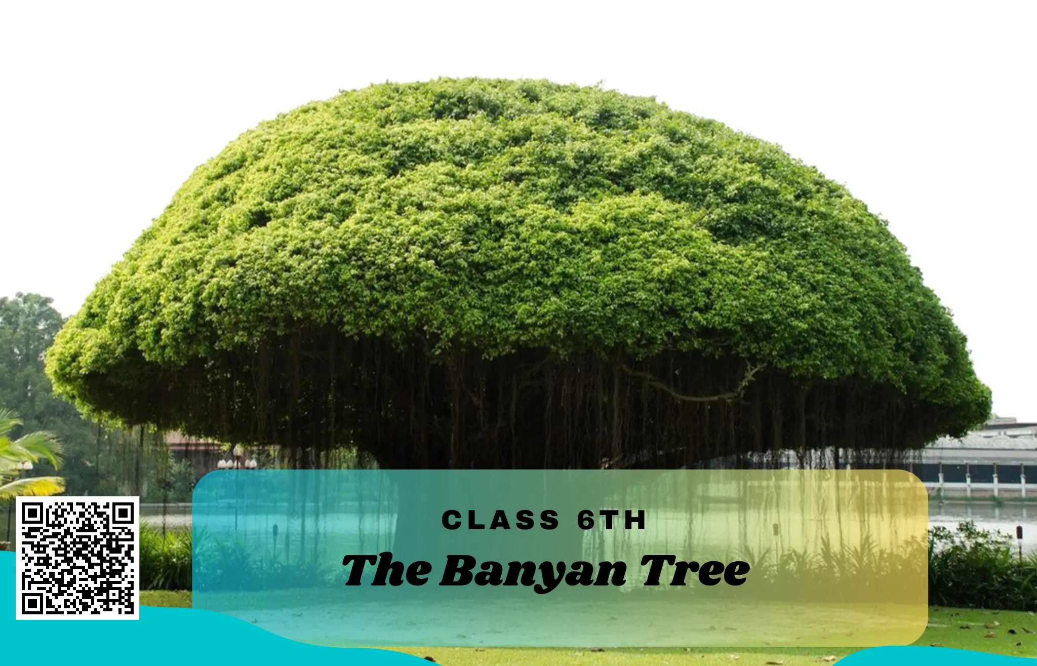 NCERT Solutions for Class 6 English Unit 10 The Banyan Tree
