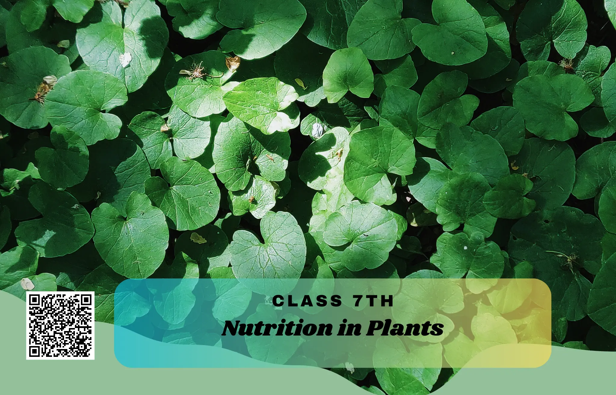 NCERT Solutions for Class 7 Science Chapter 1 – Nutrition in Plants