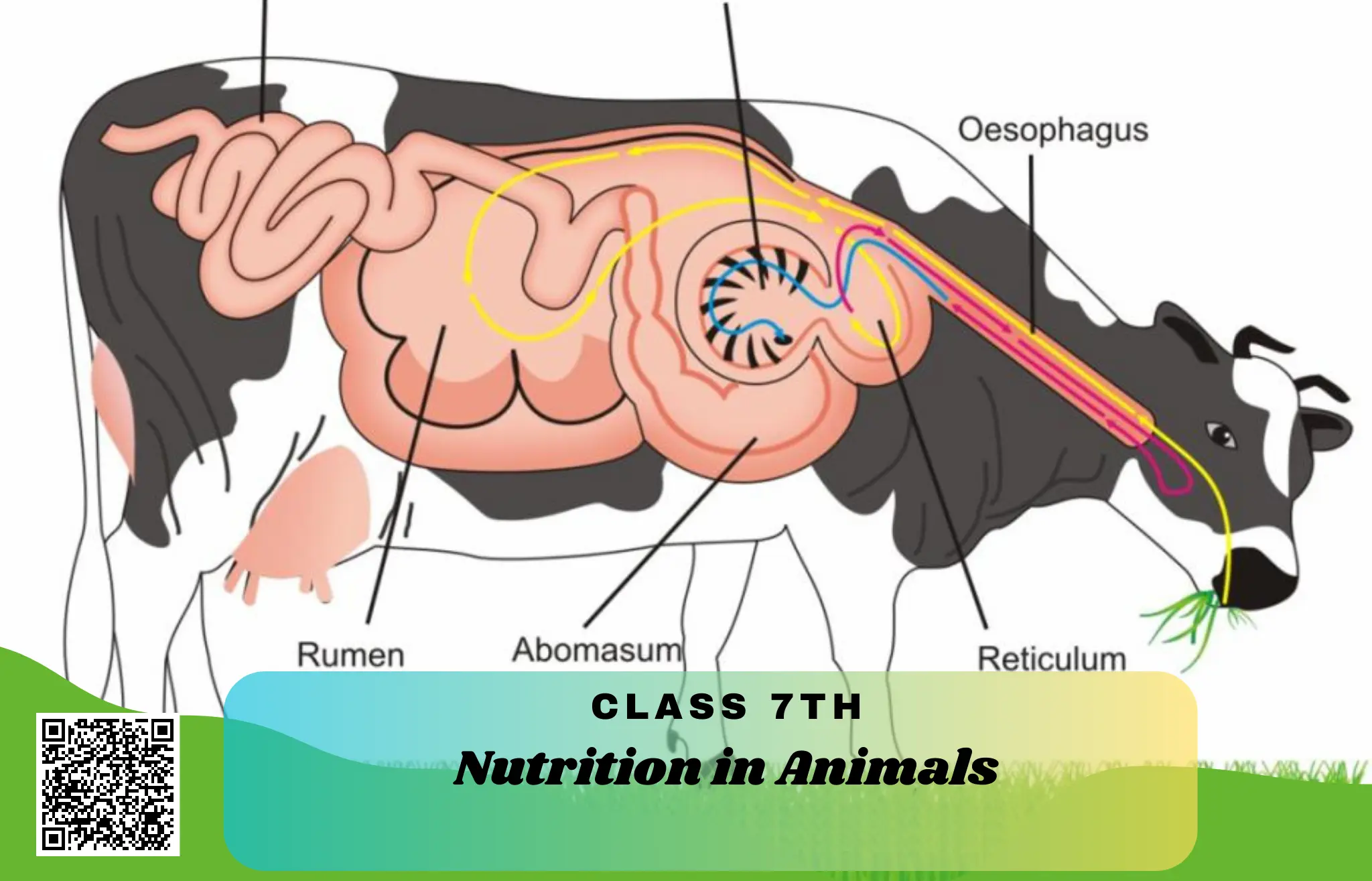 NCERT Solutions for Class 7 Science Chapter 2 – Nutrition in Animals