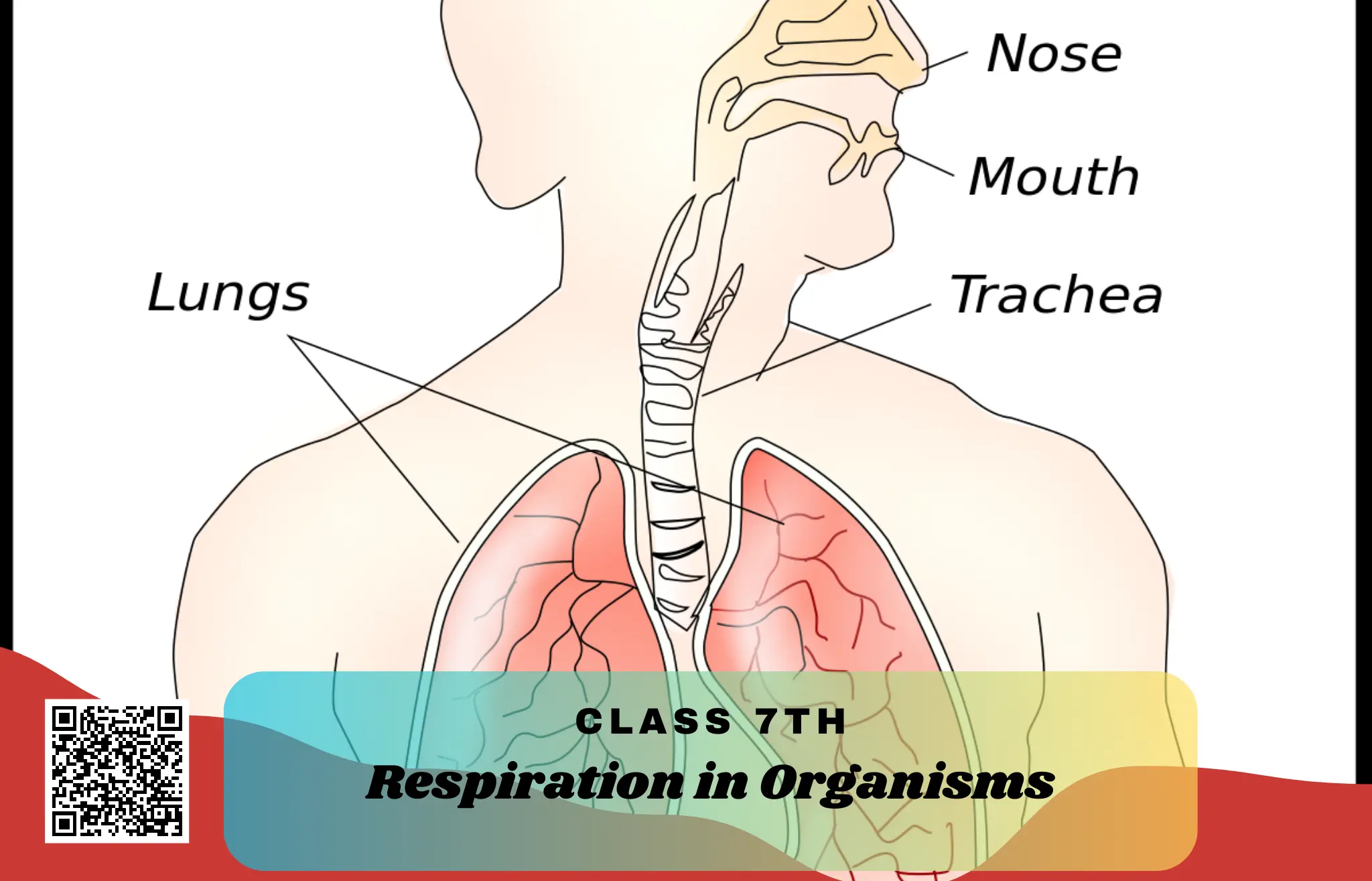 NCERT Solutions for Class 7 Science Chapter 6 Respiration in Organisms