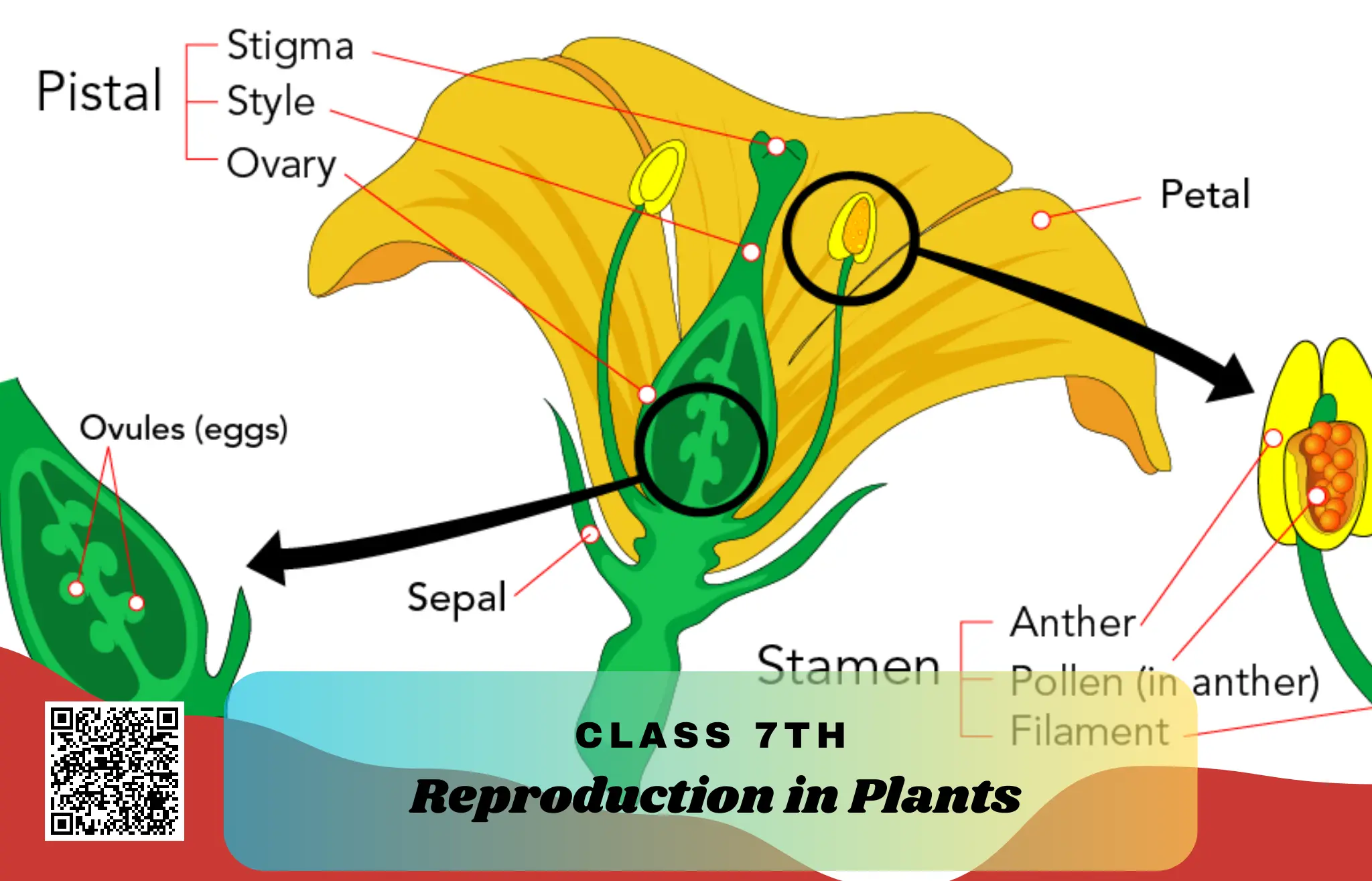 NCERT Solutions for Class 7 Science Chapter 12 – Reproduction in Plants