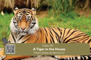 NCERT Solutions for Class 7 English Supplementary Chapter 6 A Tiger in the House