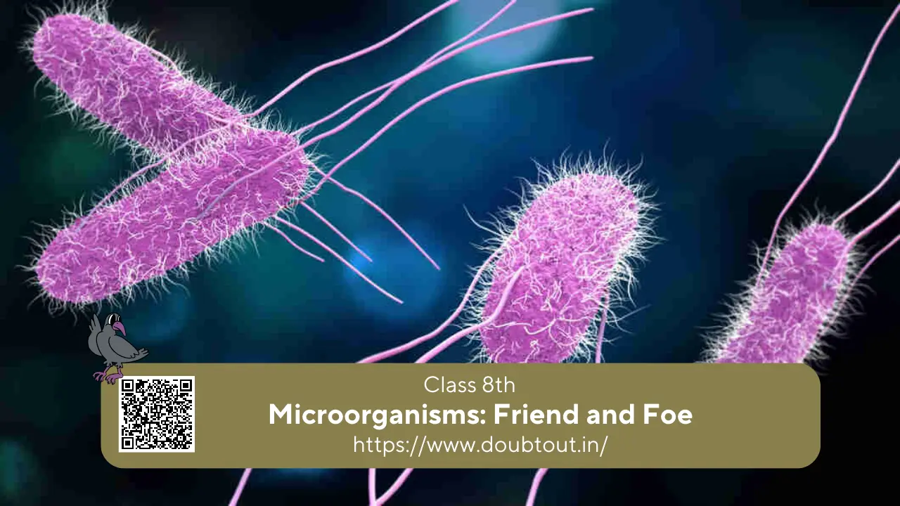 NCERT Solutions for Class 8 Science Chapter 2 Microorganisms Friend and Foe