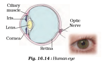 Strucrure of Human Eye