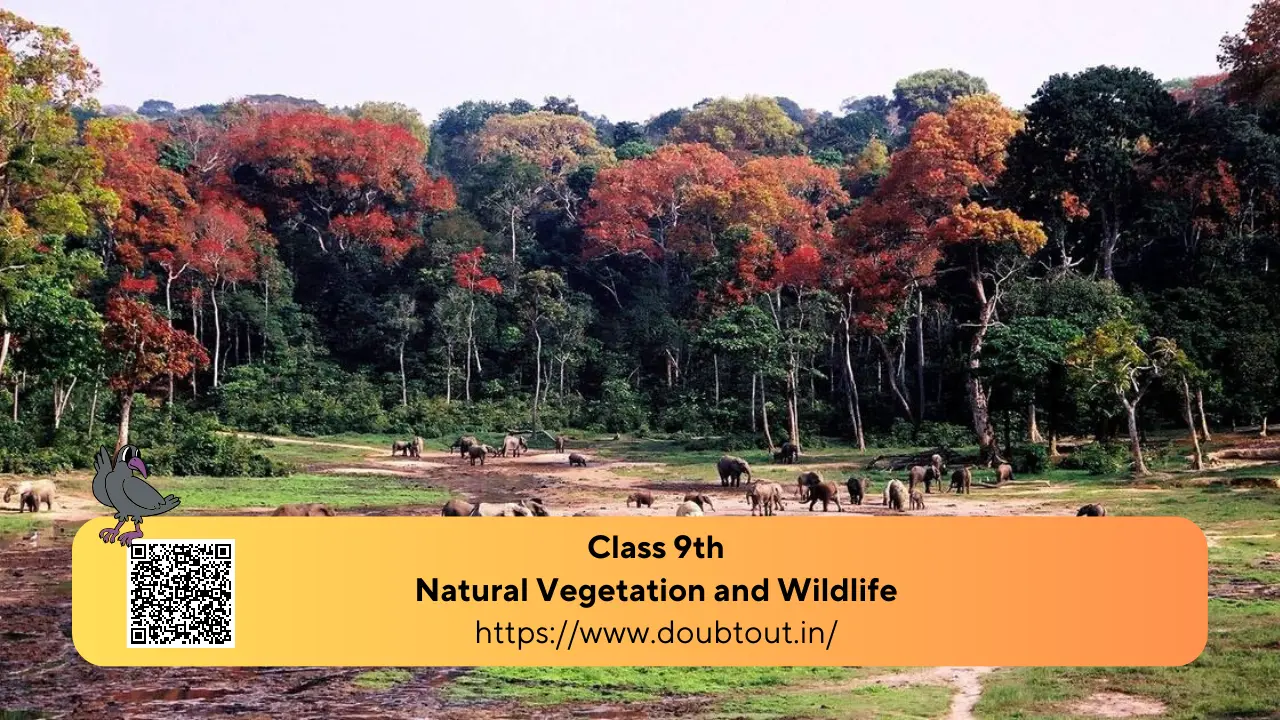 NCERT-Solutions-for-Class-9-Geography-Chapter-5-Natural-Vegetation-and-Wildlife-Updated-Pattern